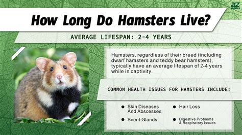 how long can a teddy bear hamster live